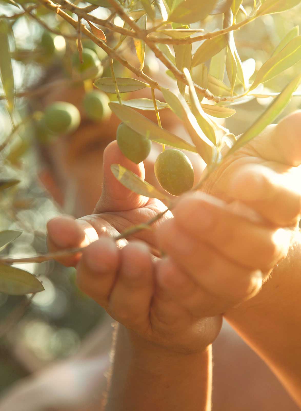 olive_turismo_vallo_a_vedere
